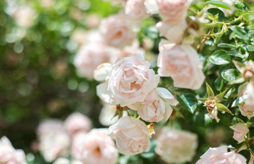 La Madone - Photo 65