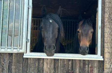 Wohnen auf dem Ponyhof - Photo 17