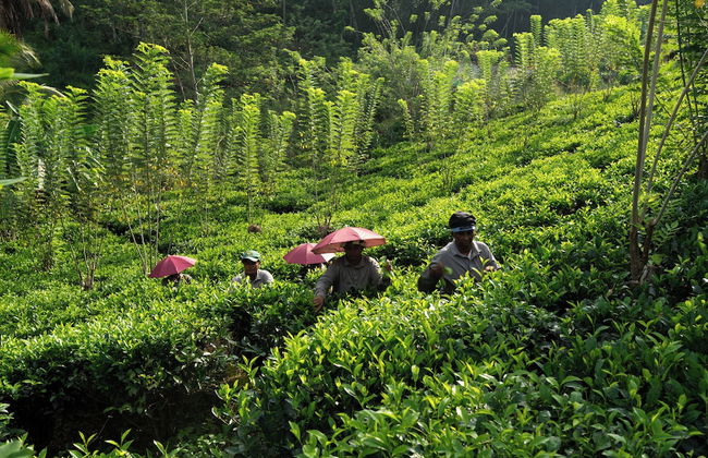 Camelia Ranch - Foto 32