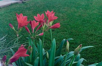 Casa Rural Los Olmos - Foto 23