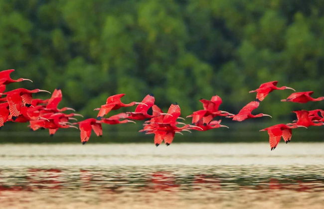 Visite du sanctuaire des oiseaux de Caroni - Photo 6
