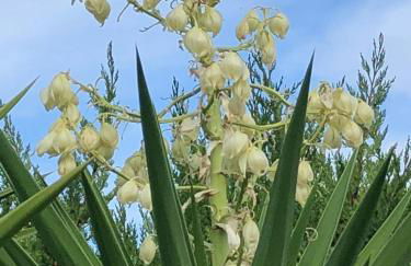 Casa Lusentum - Foto 22