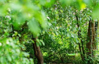Tiny House 2 im Allgäu mit gr. Garten, Randlage - Foto 25