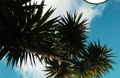 Cabanas dos Pinheiros - Foto 11