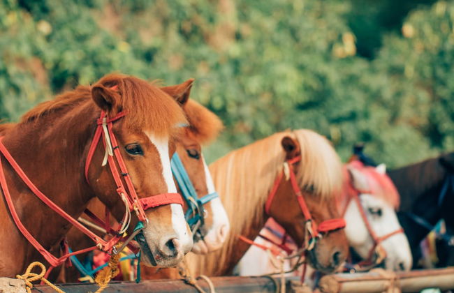 Azalea Hotels & Residences Baguio - Foto 53