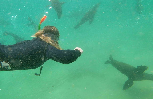 Nado con leones marinos en Plettenberg Bay - Foto 8
