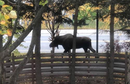 Fireweed Gardens in Roger’s Park - Photo 20