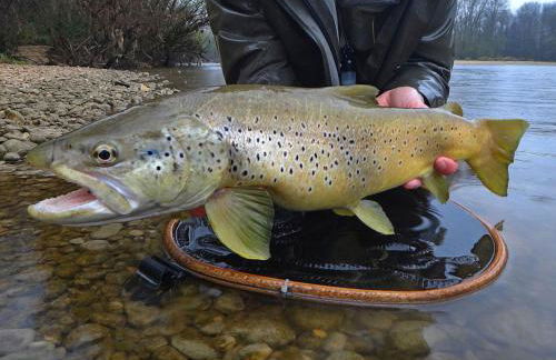Gite l'Or des Cévennes - Foto 38