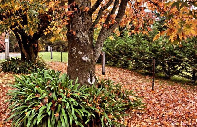 Banjara Retreat - Foto 23