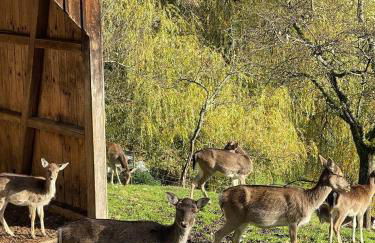 Feriendomizil zwischen Baden-Baden - Offenburg - Foto 14