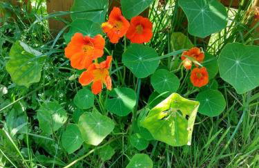 Kamienna Chata - Foto 15