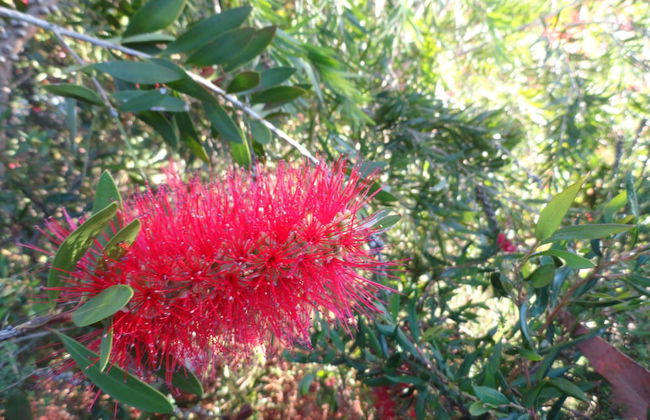 Down to Earth Farm Retreat - Foto 34