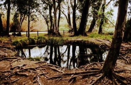 LA PAU DEL DELTA - Foto 40