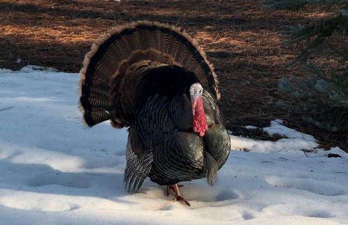 Little Deschutes Wildlife Lodge - Nature's Cabin - Foto 54