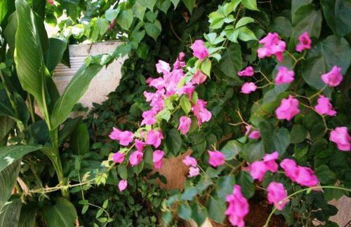 Villa Sofia - Foto 24