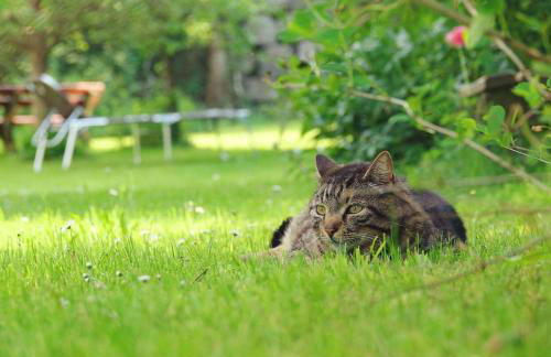 Angelas Ferienwohnungen Oberstaufen - Foto 19