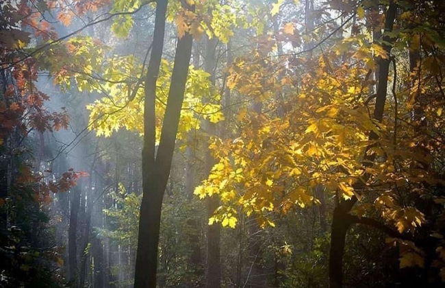 Gierle Garden Bungalow Escape - Foto 25