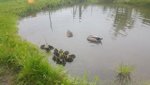 Ferienwohnung auf dem Bauernhof - Foto 2, Garden