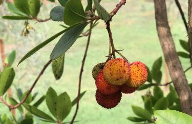 Casa do Papillon - Foto 20