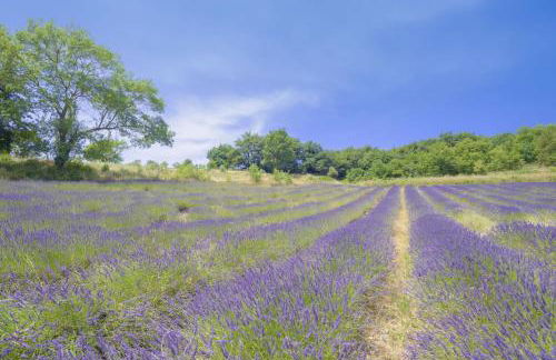 Domaine de L'Essentiel de Lavande - Foto 14