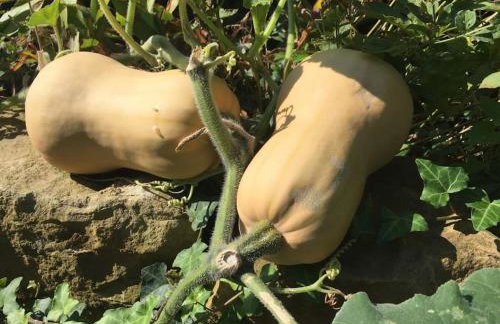 Privat Apartment- Near Strasbourg, Baden Baden - Foto 42