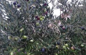 Apartments Orkula - Photo 13