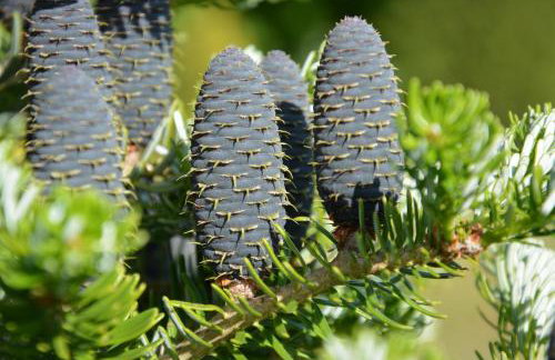 Gęsia Sielanka - Foto 31