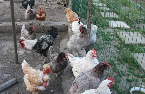 GITE chez mamie - 7 personnes A SAINTE LIVRADE SUR LOT - Foto 15