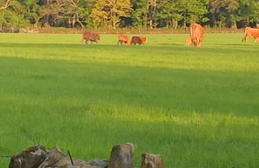 Caithness View Luxury Farm Lodges and BBQ Huts - Photo 34