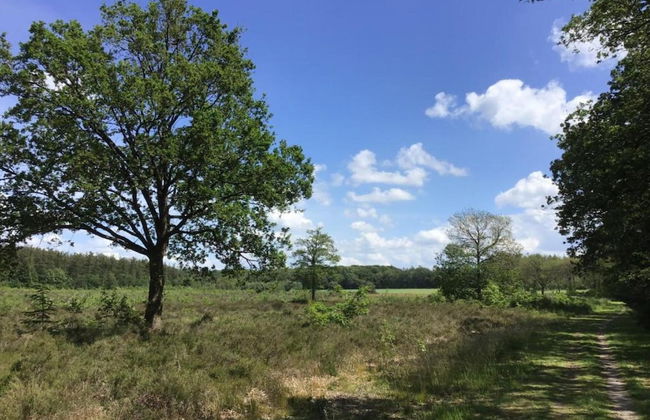 Lodges in Drenthe With Scenic Meadow Views - Foto 39