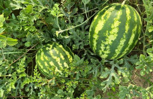 Agriturismo Alla Vigna - Foto 8