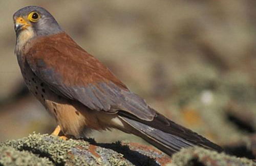 La Casa del Pan de Archivel - Foto 25