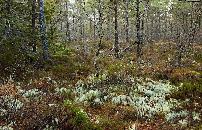 Temple House - Foto 22