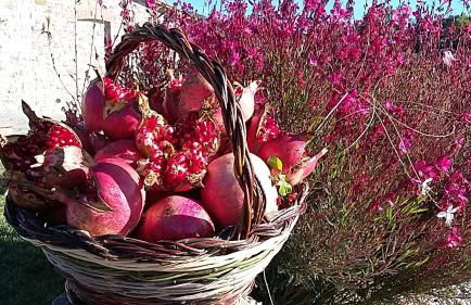 Agriturismo Valiana - Foto 54