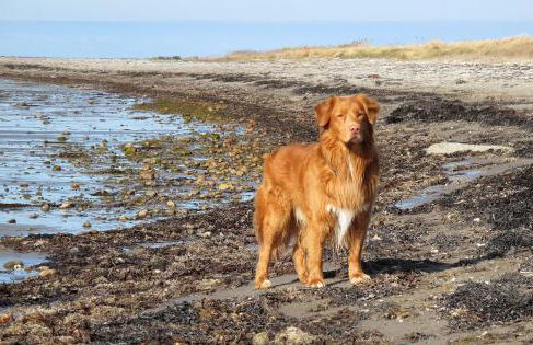 Strandhaus am Mühlendamm - Meerblick, Sauna und Ofen - Foto 27
