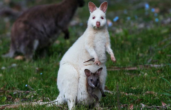 Escursione all'isola Bruny - Foto 6