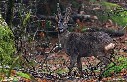 HAGAH Alojamentos - Gerês - Foto 4