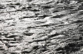 Kleine Seenadel - Foto 5