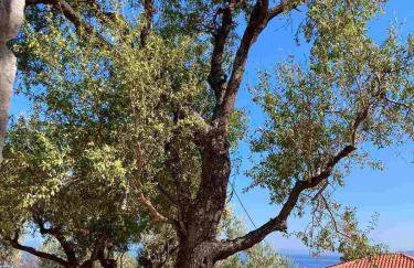 Studio Tsiliviani - Foto 21