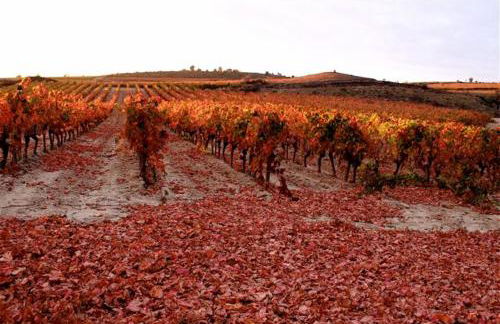 Maison vigneronne de Bonne Maman - climatisée - Foto 65
