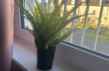 Black Daisy - Foto 55