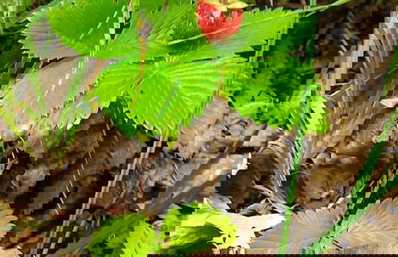 Casa Isabela Luxury Rooms - Foto 59