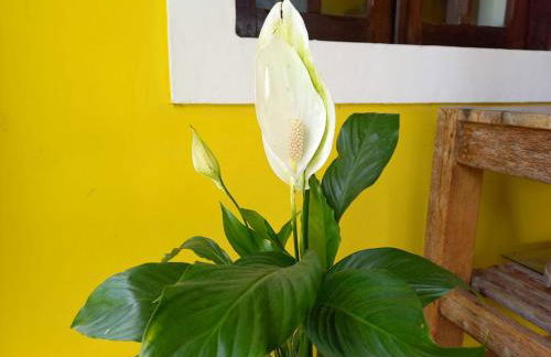 Villa da Apa - Foto 53