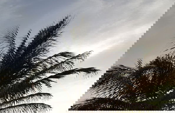 Camara Gardens Apartments with Pool - Photo 16