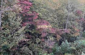 Love Nest in Blue Ridge - Foto 12