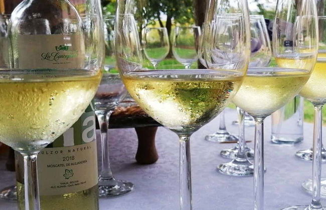 Tour por las bodegas del valle de la Concepción - Foto 1