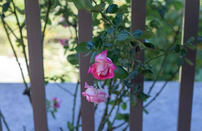 All Seasons Guest House - Foto 15