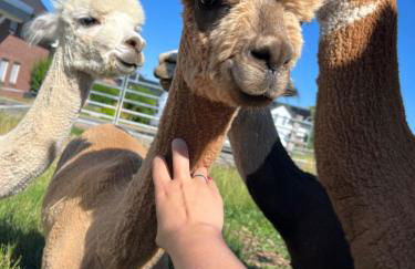 FeWo mit Alpaka Blick - Photo 23