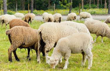 Monte do Lago, Pegões - Foto 66