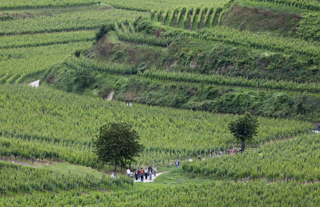 Weinberg-ferienwohnung, Oberrotweil - Foto 18